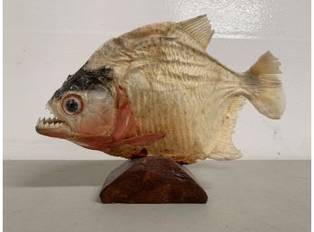 Freeze Dried Piranha Mounted On A Wooden Block