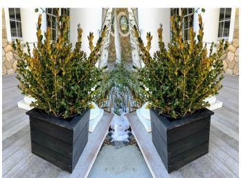 Pair Of Planters With Boxwoods