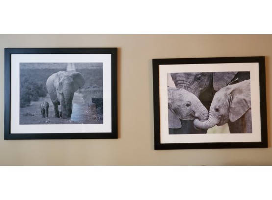 Pair Of Beautiful Black Framed & Matted Elephant Family Photographs