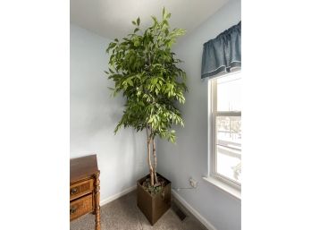 2nd Ficus Plant Upstairs Heavy