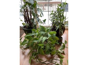 Live Potted Plants 4 - Assorted And Beautiful Condition Max Height 28' Max Width 31'