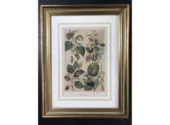 Vintage Framed Botanicals - Plant Life (Audubon -like Print). Fantastic Gold Frame.