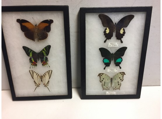 6  Mounted  Butterflies Under Glass .