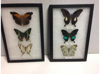 6  Mounted  Butterflies Under Glass .