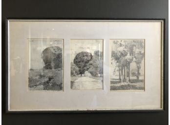Three Framed Tree Sketches, Signed By Stewart