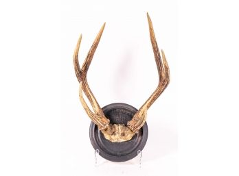 Mounted Rack Of Stag's Antlers