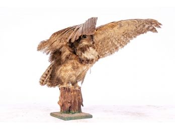 Taxidermy Owl