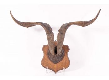 Mounted Ram's Horns