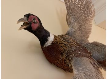 Ring-necked Pheasant Taxidermy