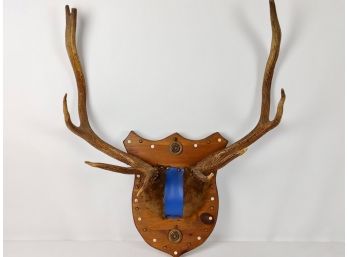 Mounted Deer Antlers On Wood Shield