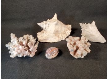Nice Vintage Collection Of Coral And Conch Shells