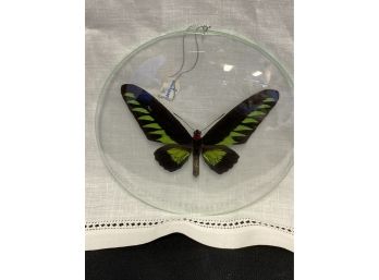 T. Brookiana Butterfly Specimen Under Glass Czechoslovakia