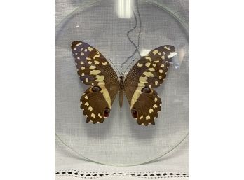 P. Derodcus Butterfly Specimen Under Glass Czechoslovakia