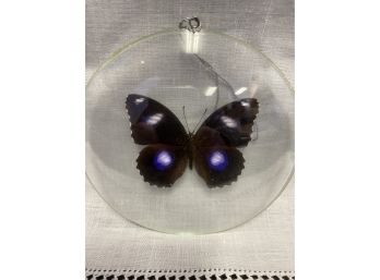 H. Bolina Butterfly Specimen Encased In Round Glass  Made In Czechoslovakia
