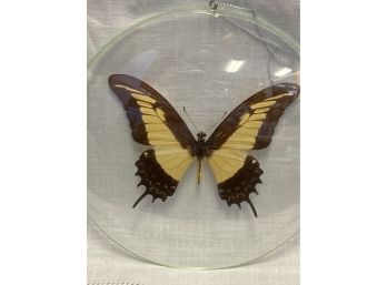 P. Thoas Butterfly Specimen Under Glass Czechoslovakia