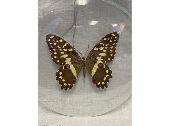 P. Demodocus Butterfly Specimen Under Glass Czechoslovakia