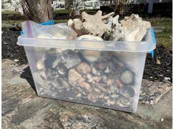 Large Lot Of Seashells And Coral In A Clear Bin