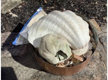 Large Lot Of Seashells, No Copper Container
