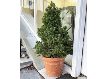 A Potted Pine Tree In Acrylic Planter