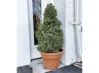 A Potted Pine Tree In Acrylic Planter