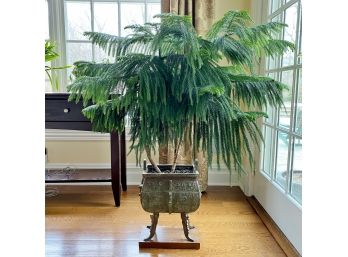 Fabulous Ornamental Cast Metal Planter With Live Potted Norfolk Island Evergreen Pine Tree