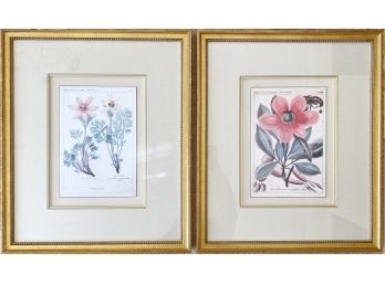 Soicher-Marin Botanical Prints With Gold Leaf Frame