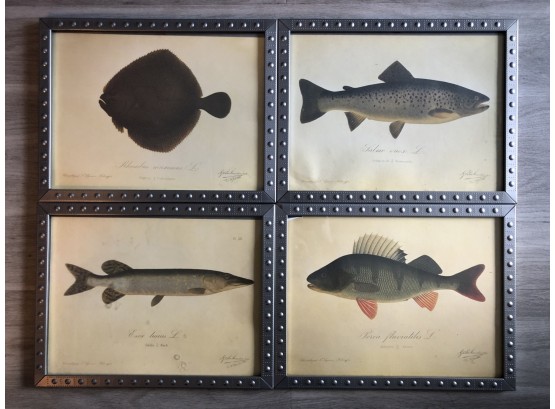 Four Contemporary Prints Professionally Framed Of Fresh Water Fish With Latin Text