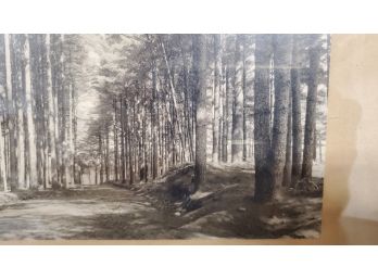 Original Photograph Hand- Signed By A. R. Levering 1906 Forest Road To The Lake