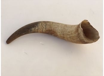 Animal Horn - Unknown Animal Horn