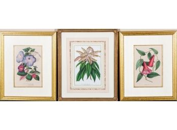 Set Of Three Framed Antique Botanical Prints