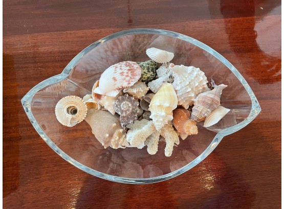 Glass Bowl With Extensive Shell Collection