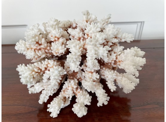 White Coral Specimen