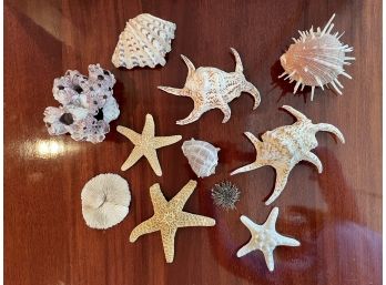 Natural Shell Group Including  Spider Conch Shells & Spiny Clam Shell From Philippines