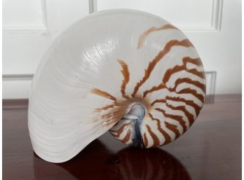 Large Tiger Nautilus Shell