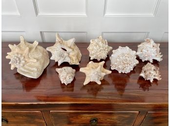 Group Of Eight Conch Shells Including A Horned Helmet Shell