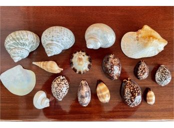 Beautiful Collection Of Iridescent & Polished Shells