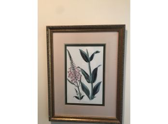 Botanical Lithograph Of Flowers
