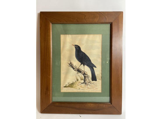Early Antique Colored Print Or Watercolor Of A Bird