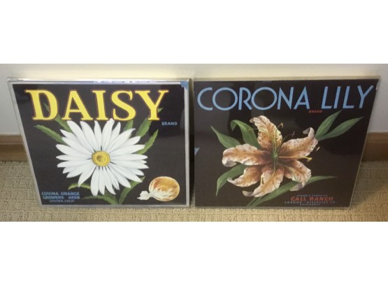 Daisy & Corona Lily Prints In Lucite Frames