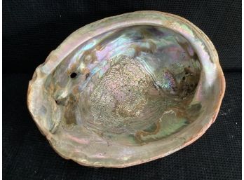 Large Shiny Seashell