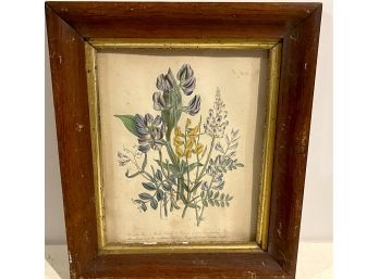 Antique Botanical Floral Framed Print