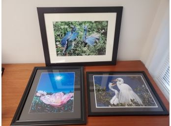 Three Beautiful Color Bird & Flower Photographs - Framed & Matted