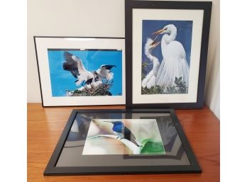 Three Lovely Color Photographs Of Birds - Framed & Matted - By Local Area Artist & Photographer
