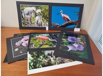 Great Grouping Of Nature & Bird Photographs Taken By Local Area Photographers