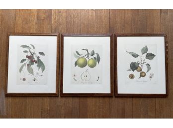 A Series Of 3 Framed Botanical Prints