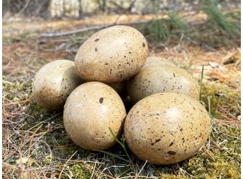 Case Of Yellowish Brown Spotted Eggs (Lot A) SS