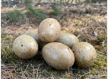 Case Of Beige-Brown Spotted Eggs (Lot B) SS