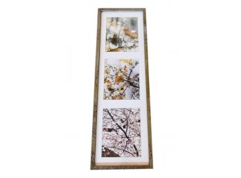 Set Of Three Framed Photographs Of Tree Branches