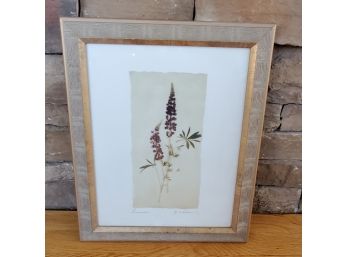 Signed And Framed Botanical Print, Lupin