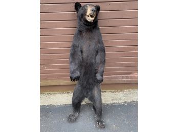 58' Taxidermy Black Bear